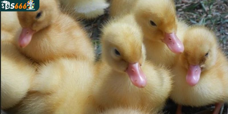 Thấy vịt khi chiêm bao là điềm gì?
